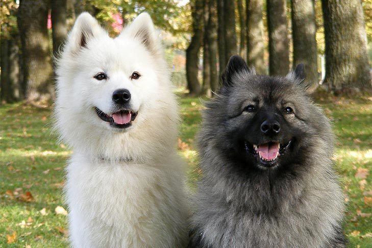 Canine Boy Language